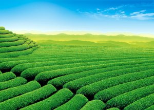 我的设计师伙伴们:这些绿色网站设计知识你知道吗？